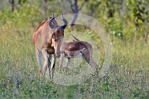 Lichtenstein's hartebeest (Alcelaphus lichtensteinii) photo