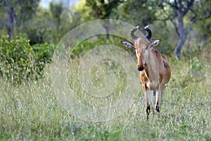 Lichtenstein's hartebeest (Alcelaphus lichtensteinii) photo