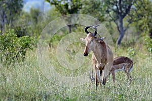 Lichtenstein's hartebeest (Alcelaphus lichtensteinii) photo