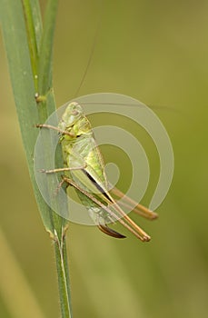 Lichtgroene Sabelsprinkhaan, Two-coloured Bush-cricket, Metrioptera bicolor