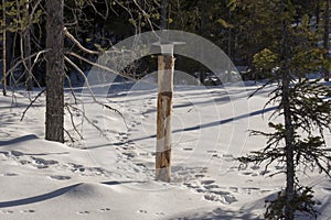 Lick-stone in the snow with a lot of traces from different animals.