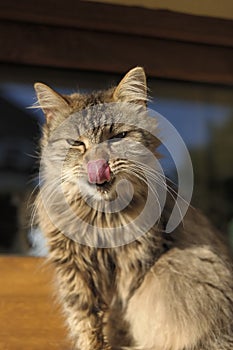 Lickerish cat photo