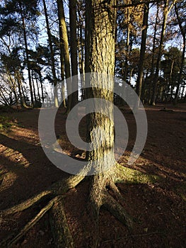 Lickey hills