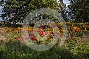 lickey hills country park