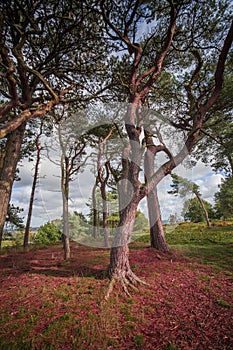 lickey hills country park