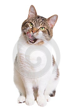 Licking cat with green eyes on isolated white