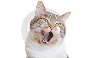 Licking cat with green eyes on isolated white