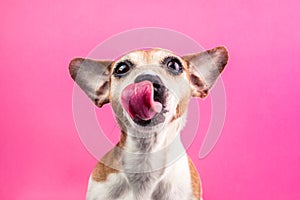 Licking cute dog on pink background. Hungry face. Want delicious pet food. Tasty lanch time