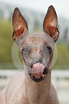 Licking dog of breed Peruvian Hairless Dog Peruvian Inca Orchid, Hairless Inca Dog, Virigo, Calato, Mexican Hairless Dog photo