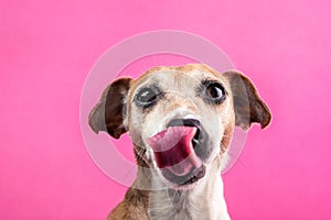 Licking dog portrait on pink background.