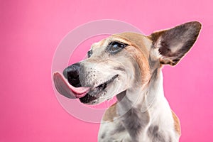 Licking dog profile view from the side. Smiling satisfied happy pet. Jack russell terrier on bright fun pink background photo