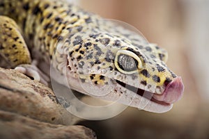 Licking Gecko
