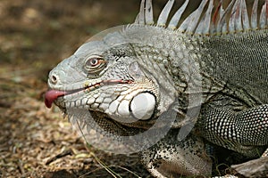 Licking iguana