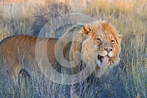 Licking lion