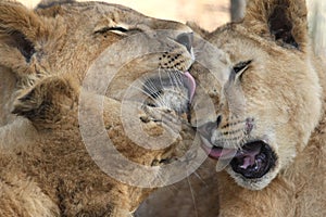 Licking Lions photo