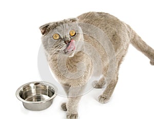 A licking lips cat near to a bowl