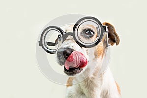 Licking nerd funny dog muzzle in round glasses close up portrait. Smart professor back to school funny pet. Gray