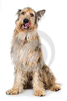 Licking picard dog sitting on white background