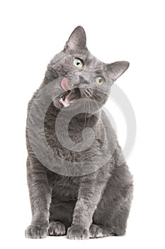 Licking russian blue cat on isolated white