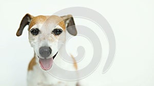 Licking and smiling dog portrait on white background. Video footage