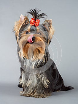Licking Yorkshire Terrier