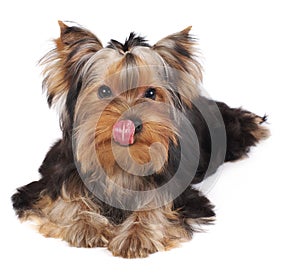 Licking Yorkshire Terrier