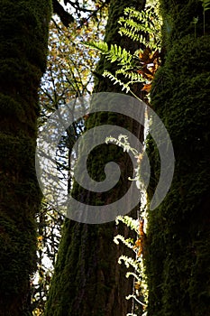 Licorice ferns grow on moss covered trunk of Big Leaf Maple tree, Douglas Fir behind