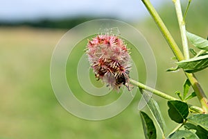 The Licorice Glycyrrhiza glabra.