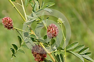 The Licorice Glycyrrhiza glabra. photo