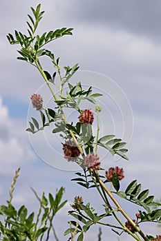 The Licorice Glycyrrhiza glabra. photo