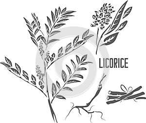 Licorice officinalis root vector illustration