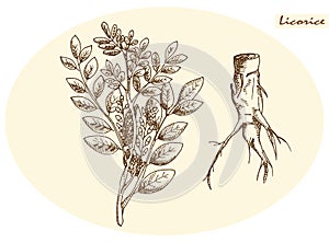 Licorice root and licorice