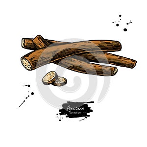 Licorice roots vector drawing. Botanical illustration. Herbal