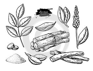 Licorice vector drawing. Bunch of roots, plants, branch with flower and leaves. Pile of ground powder.