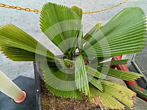 Licuala grandis plant, local Indonesian name: palem kipas, Grosse Licuala Palm (English). The leaves are green photo