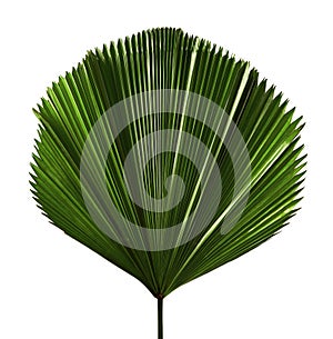 Licuala grandis or Ruffled Fan Palm leaf, Large tropical foliage, Pleated leaf isolated on white background