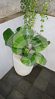 Licuala orbicularis palm tree on floor background