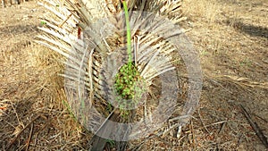 Licuri palm from the Caatinga, a semiarid environment, in Brazil. photo