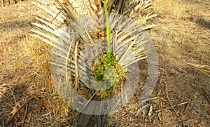 Licuri palm from the Caatinga, a semiarid environment, in Brazil.