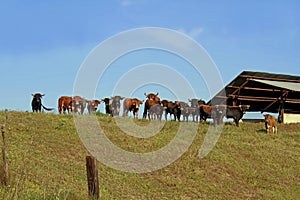Spanish lidia  brave bull, bulls domestic cattle, bull in the pasture, habitat photo