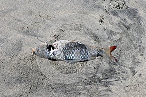 Lido di Ostia - Pesce morto sulla spiaggia