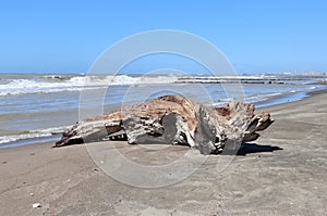 Lido di Ostia - Tronco di albero sulla Spiaggia Gialla