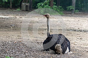 Lie down-Africa ostrich-Struthio camelus