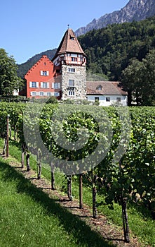 Liechtenstein Vineyard