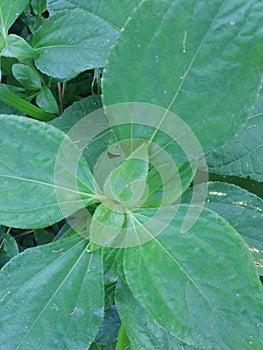 lief of a nice plant