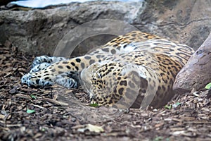 Lieing cheetah
