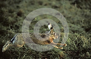 LIEVRE D`EUROPE lepus europaeus