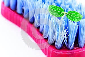 Scrubbing cleaning brush and baby plant photo