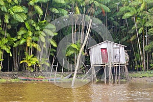 Life in the Amazon Jungle