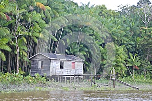 Life in the Amazon Jungle